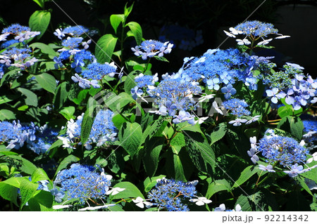 ガクアジサイの花 ガクアジサイの花 92214342