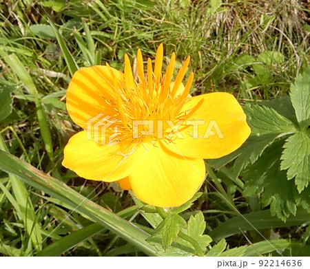長野県霧ヶ峰のキンバイソウ 92214636