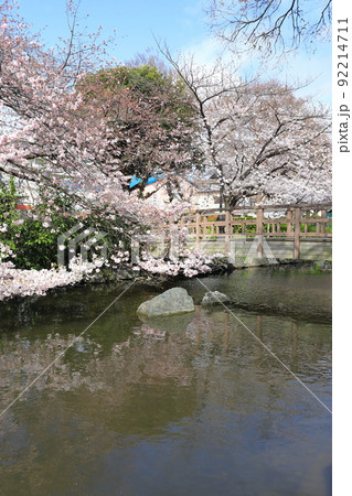 都立東綾瀬公園(ひがしあやせこうえん) やざえもん橋付近の桜 都立東綾瀬公園(ひがしあやせこうえん) やざえもん橋付近の桜 92214711