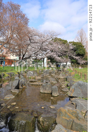 都立東綾瀬公園（ひがしあやせこうえん）　やざえもん橋付近の桜 92214713
