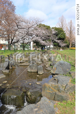 都立東綾瀬公園(ひがしあやせこうえん) やざえもん橋付近の桜 都立東綾瀬公園(ひがしあやせこうえん) やざえもん橋付近の桜 92214714
