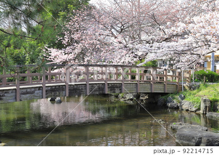 都立東綾瀬公園(ひがしあやせこうえん) やざえもん橋付近の桜 都立東綾瀬公園(ひがしあやせこうえん) やざえもん橋付近の桜 92214715