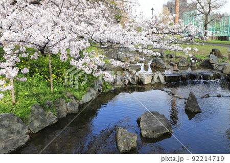 都立東綾瀬公園（ひがしあやせこうえん）　やざえもん橋付近の桜 92214719