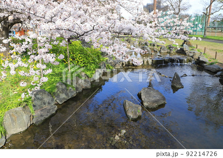 都立東綾瀬公園（ひがしあやせこうえん）　やざえもん橋付近の桜 92214726
