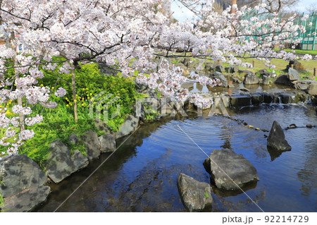 都立東綾瀬公園(ひがしあやせこうえん) やざえもん橋付近の桜 都立東綾瀬公園(ひがしあやせこうえん) やざえもん橋付近の桜 92214729