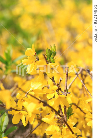 満開のレンギョウの花 92214961