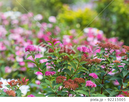Flowers of Spiraea japonica double play pink, the Japanese meadowsweet, Japanese spiraea or Korean spiraea. It is a plant in the family Rosaceae. Flowers of Spiraea japonica double play pink, the Japanese meadowsweet, Japanese spiraea or Korean spiraea. It is a plant in the family Rosaceae. 92215005