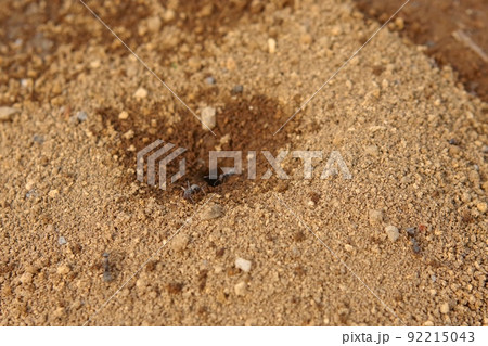 アリの巣 92215043