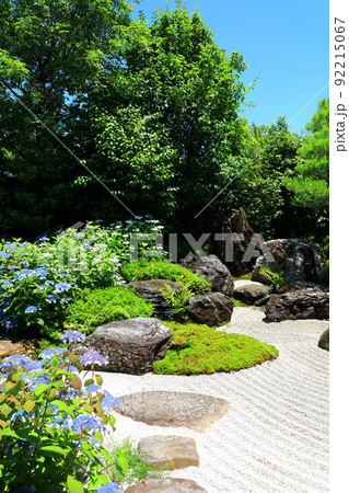 建仁寺塔頭 霊源院 庭園に咲く満開のガクアジサイ 建仁寺塔頭 霊源院 庭園に咲く満開のガクアジサイ 92215067