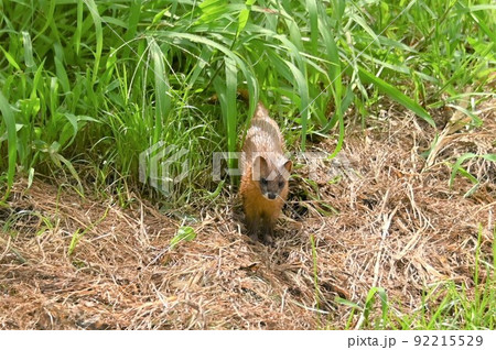 かわいい珍獣 92215529