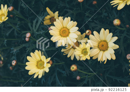 Beautiful natural background with blooming summer flowers. Beautiful natural background with blooming summer flowers. 92216125