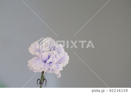 薄紫色のカーネーション 92216139