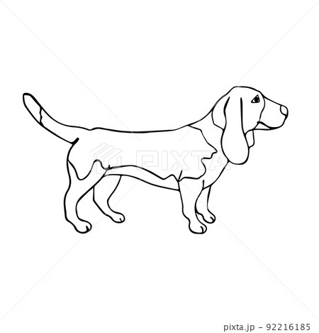 Vector hand drawn doodle sketch basset hound dog Vector hand drawn doodle sketch basset hound dog 92216185