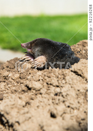 European mole destroying lawn in the garden 92216268
