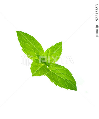 mint isolated mint isolated 92216853