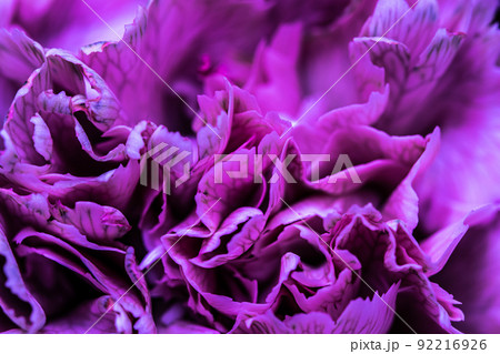 Retro art, vintage card and botanical concept - Abstract floral background, purple carnation flower petals. Macro flowers backdrop for holiday brand design 92216926
