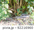 シマヘビ 92216960