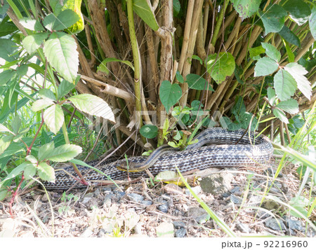 シマヘビ シマヘビ 92216960
