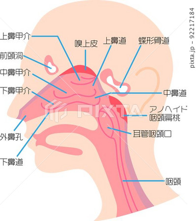 鼻の構造、断面を図解 92217184