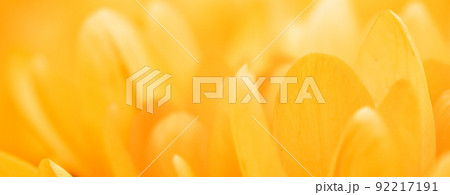 Yellow crocus flowers. Macro floral background for holiday brand design Yellow crocus flowers. Macro floral background for holiday brand design 92217191
