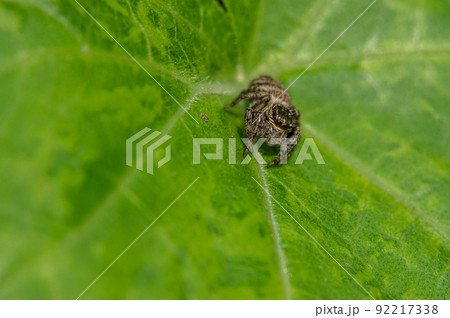 ネコハエトリ（ハエトリグモ） 92217338