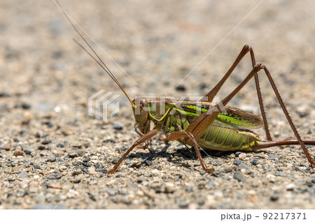 キリギリス メス キリギリス メス 92217371