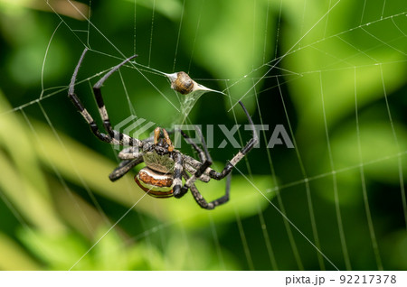 マルカメムシを捉えたコガネグモ 92217378