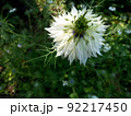 ニゲラ 92217450