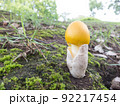 キタマゴタケ1 92217454