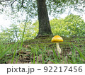 キタマゴタケ2 92217456