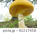 キタマゴタケ3 92217458