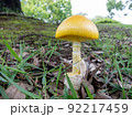 キタマゴタケ4 92217459