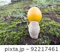 キタマゴタケ5 92217461