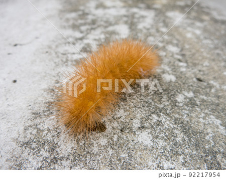 スジモンヒトリ2 スジモンヒトリ2 92217954