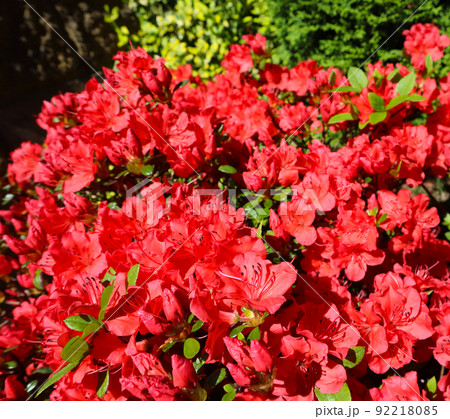 Blooming red azalea flowers in spring garden. Gardening concept. Floral background Blooming red azalea flowers in spring garden. Gardening concept. Floral background 92218085