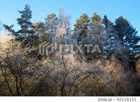 Trees covered with hoarfrost in a winter sunny day 92218131