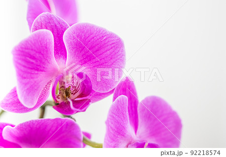 Purple orchid phalaenopsis flower on a white background 92218574