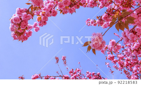 Beautiful sakura or cherry trees with pink flowers in spring against blue sky 92218583