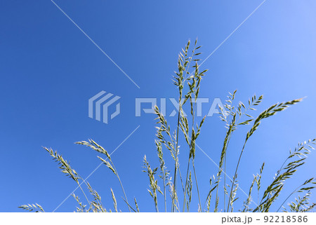 Decorative grass Blue fescue on blue sky background. Festuca glauca spikelets Decorative grass Blue fescue on blue sky background. Festuca glauca spikelets 92218586