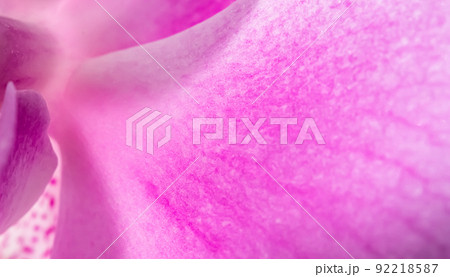 Purple orchid phalaenopsis flower fragment. Macro. Floral background Purple orchid phalaenopsis flower fragment. Macro. Floral background 92218587