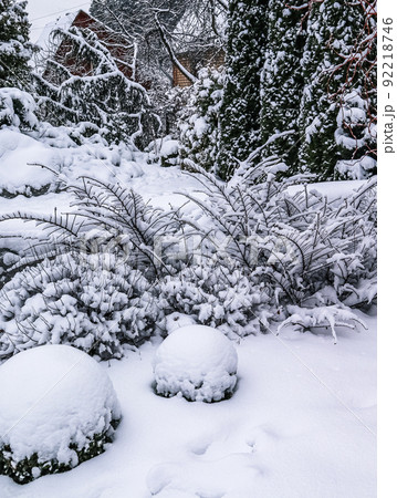 Winter garden with decorative evergreen boxwood, Buxus Sempervirens, covered with white snow. Gardening concept. Winter garden with decorative evergreen boxwood, Buxus Sempervirens, covered with white snow. Gardening concept. 92218746