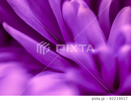 Retro art, vintage card and botanical concept - Abstract floral background, purple chrysanthemum flower. Macro flowers backdrop for holiday brand design Retro art, vintage card and botanical concept - Abstract floral background, purple chrysanthemum flower. Macro flowers backdrop for holiday brand design 92219017