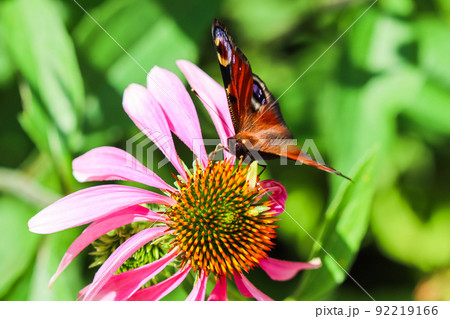 Beautiful colored European Peacock butterfly, Inachis io, Aglais io, on purple flower Echinacea in a sunny summer garden. Beautiful colored European Peacock butterfly, Inachis io, Aglais io, on purple flower Echinacea in a sunny summer garden. 92219166