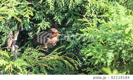 Young fledgling blackbird in thuja branches waiting to be fed by parent. Young fledgling blackbird in thuja branches waiting to be fed by parent. 92219184