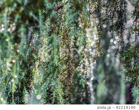 Closeup Blue leaves of evergreen coniferous tree Juniperus communis Horstmann after the rain. Extreme bokeh with light reflection. Macro photography, selective focus, blurred nature background Closeup Blue leaves of evergreen coniferous tree Juniperus communis Horstmann after the rain. Extreme bokeh with light reflection. Macro photography, selective focus, blurred nature background 92219190