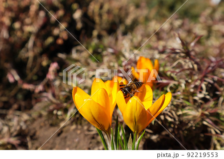 Beautiful yellow crocus flowers with bee in spring garden 92219553