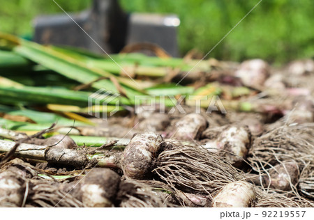 Harvesting garlic in the garden. Harvest concept 92219557