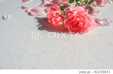 Pink rose on white background. Perfect for background greeting cards and invitations of the wedding, birthday, Valentine's Day, Mother's Day. 92219831
