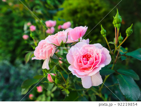 Beautiful pink roses Bonica in the garden. Perfect for background of greeting cards for birthday, Valentine's Day and Mother's Day 92219854