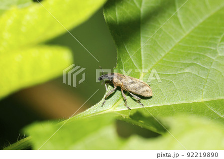 ハスジカツオゾウムシ 92219890